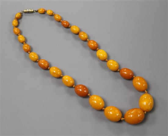 A single strand graduated oval amber bead necklace, gross weight 31 grams, 42cm.